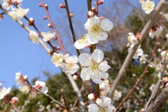 農語り　上野章さん・梅の花